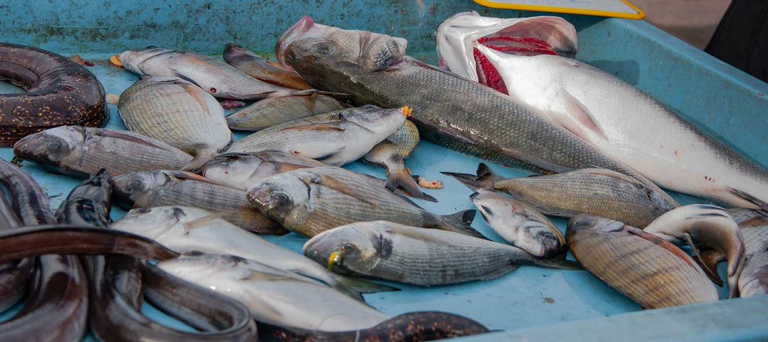 Understanding the Difference Between Wild-Caught, Farmed, and Aquacultured Fish