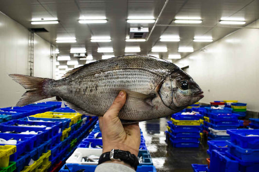 What’s better - fresh or frozen fish?
