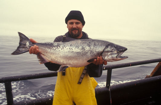 Chinook Salmon: A Magnificent Odyssey Across the Pacific Waters