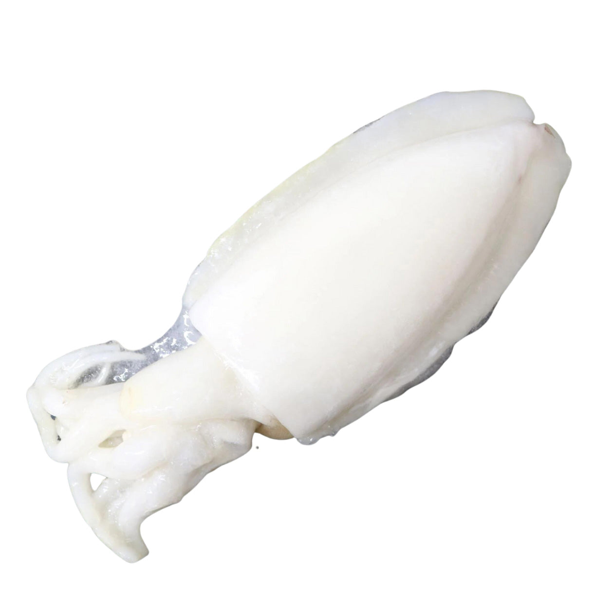 Cuttlefish - Wild Mediterranean Whole Cuttlefish