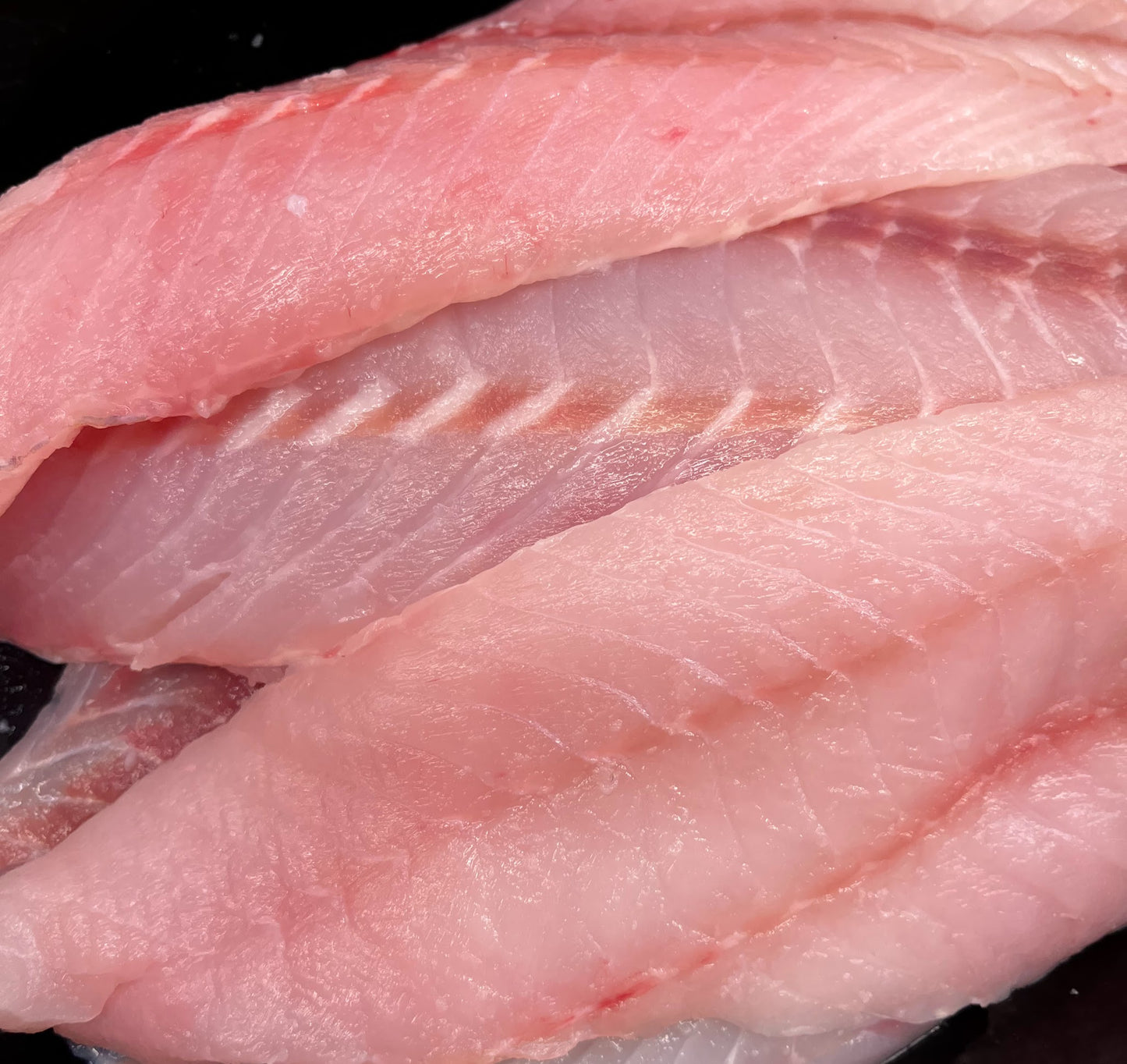 Rockfish (Local Snapper) BC/Alaska Oceanwise WILD