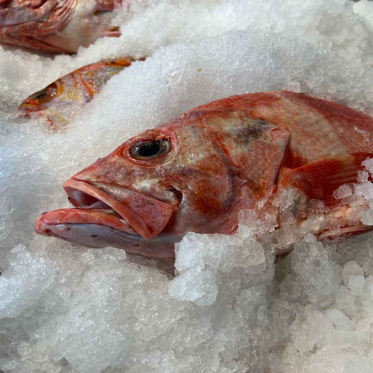Rockfish (Local Snapper) BC/Alaska Oceanwise WILD