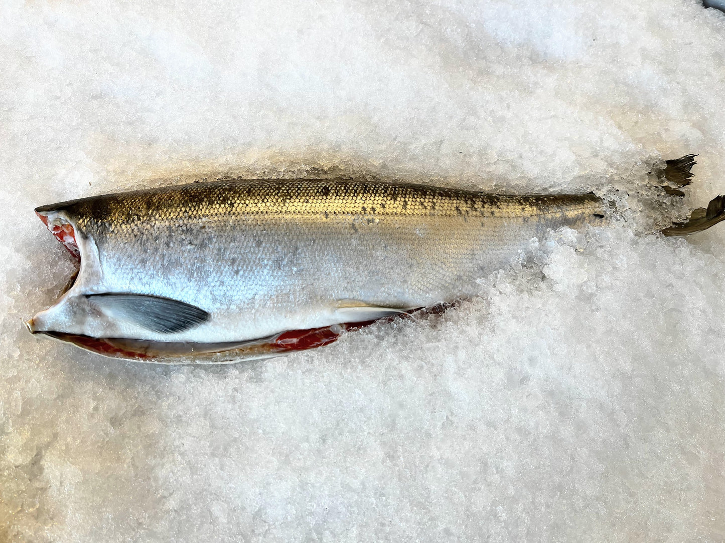 Whole Head Off Sockeye Salmon Oceanwise WILD