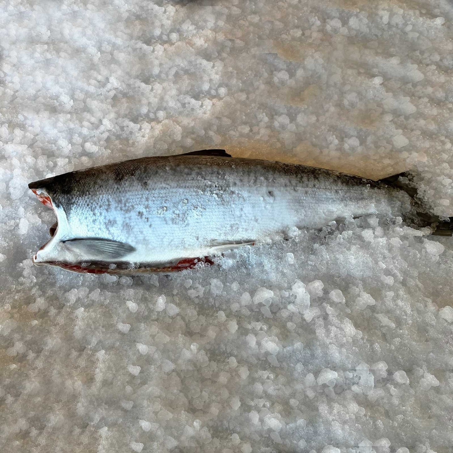 Whole Head Off Sockeye Salmon Wood River, Alaska Oceanwise WILD