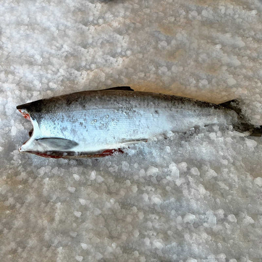 Whole Head Off Sockeye Salmon Oceanwise WILD