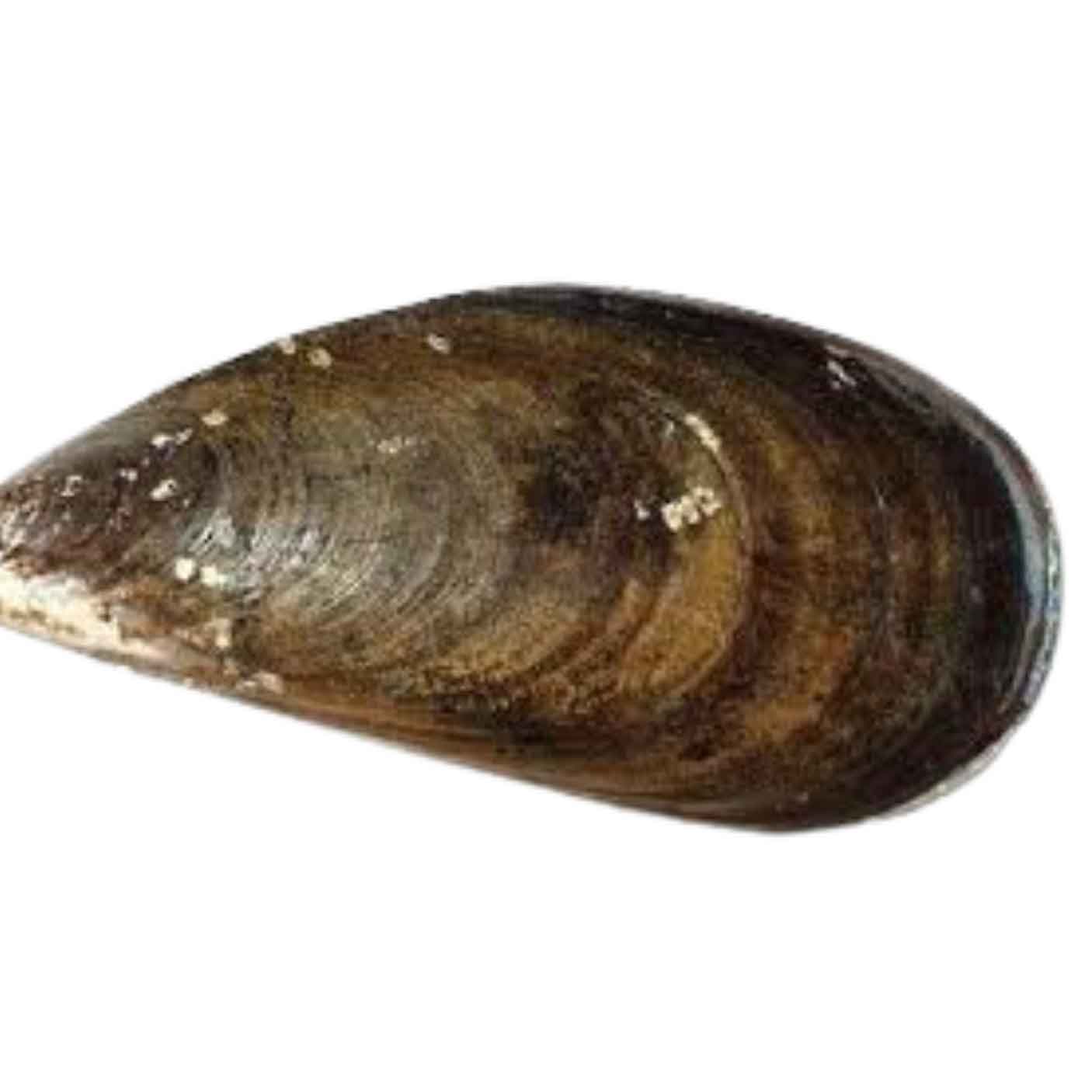 Mussels Saltspring