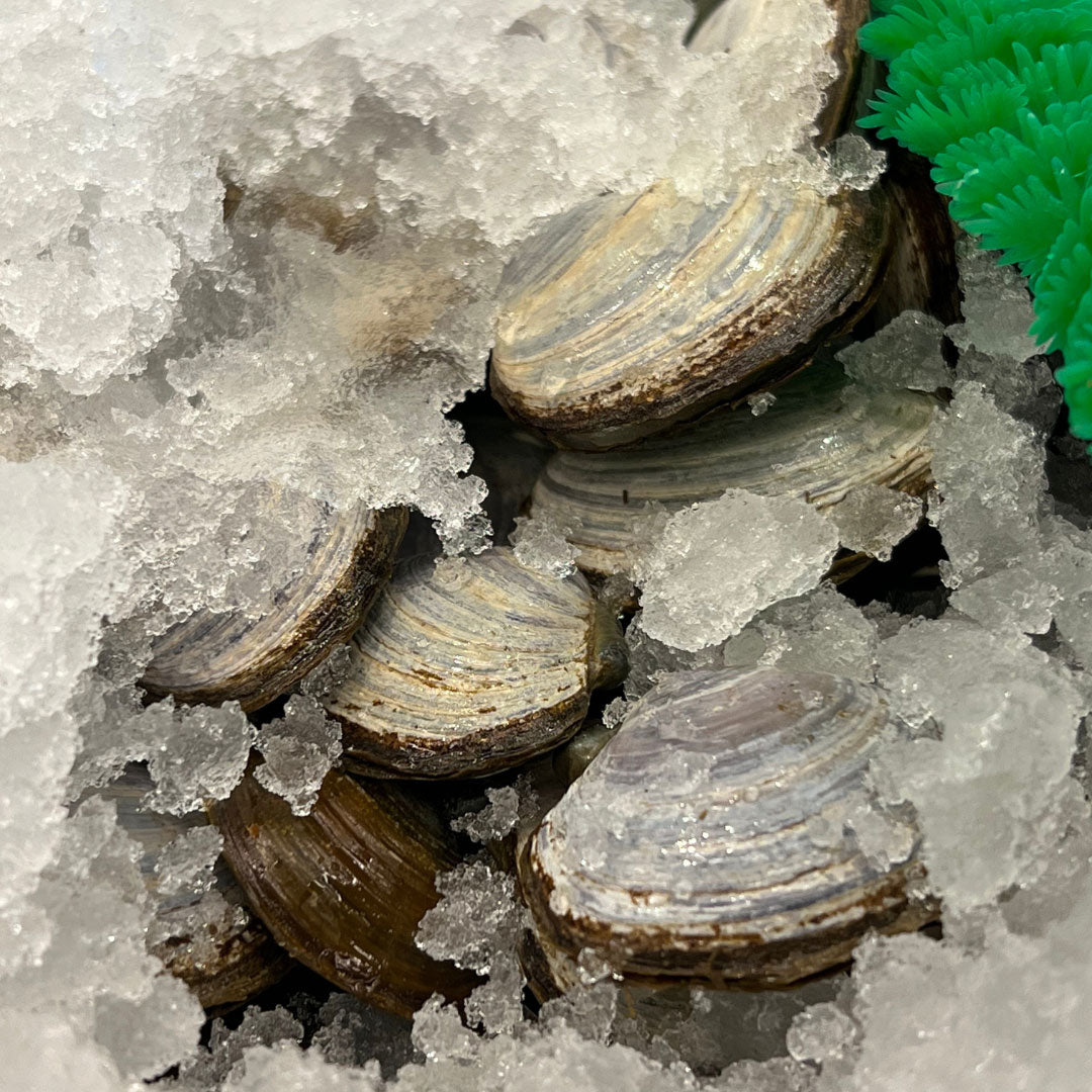 Savoury Clams (Varnish Clams)