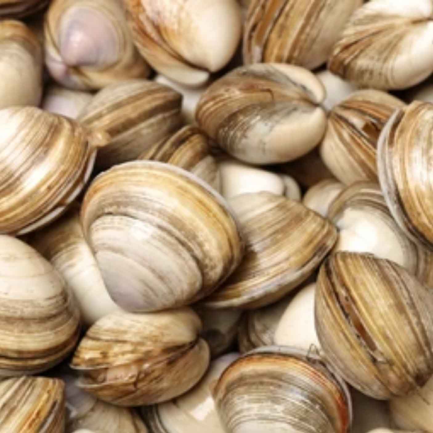 Clams Manila Cultured Oceanwise