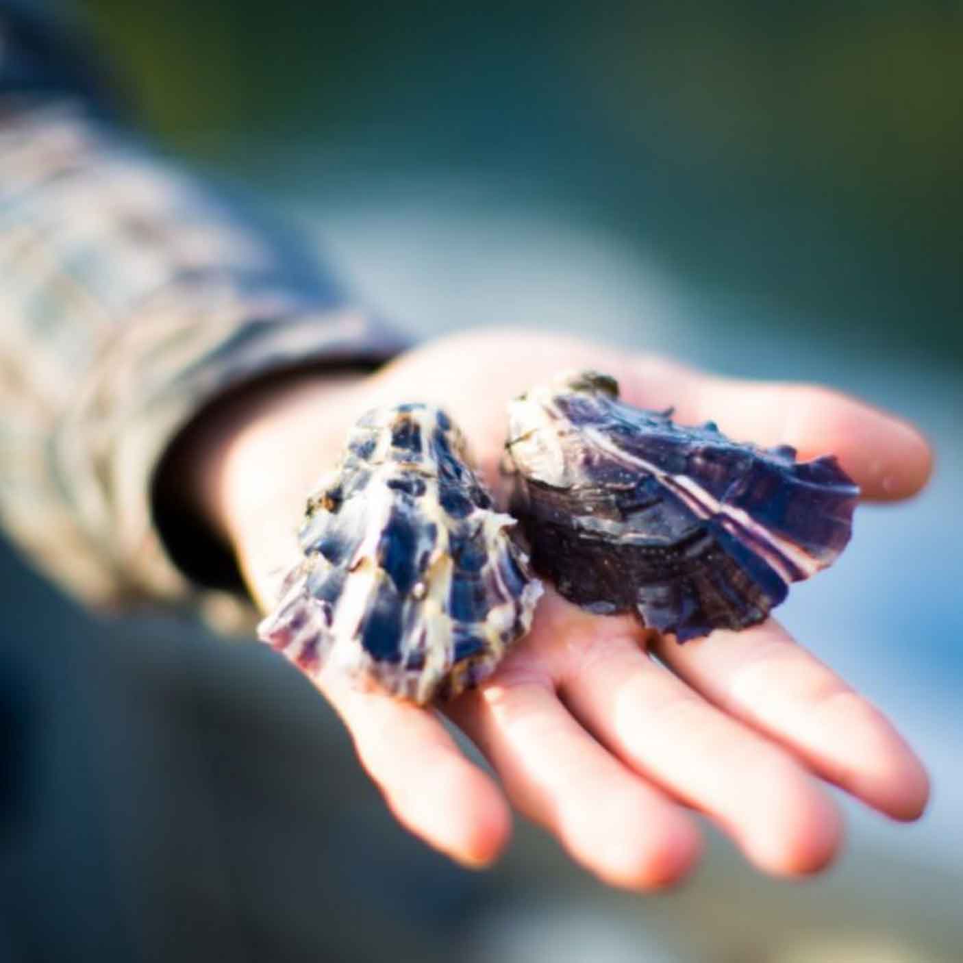Oysters Effingham Cultured Oceanwise