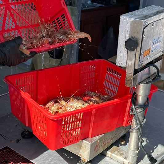Spot Prawns: A Seasonal Sensation for the Palate and Well-being