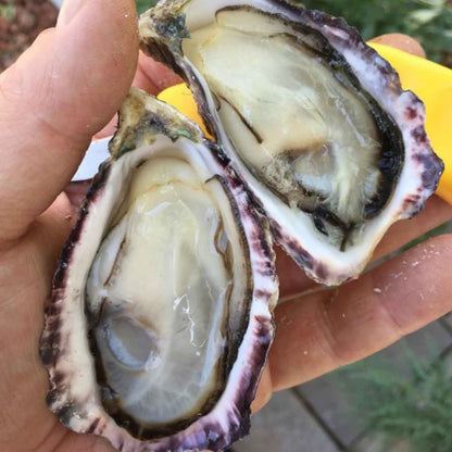 Oysters Effingham Cultured Oceanwise