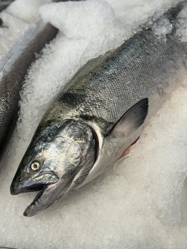 salmon